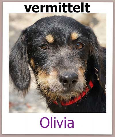 Olivia aus dem Julia Tierheim sucht ein Zuhause.