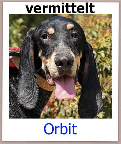 Orbit Tierschutz Zypern Hund vermittelt