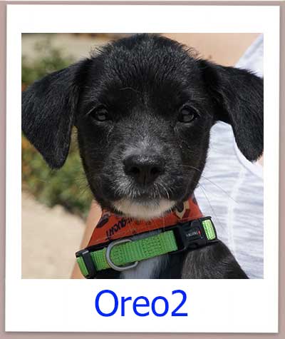 Oreo2 Tierschutz Zypern Hund prof 1