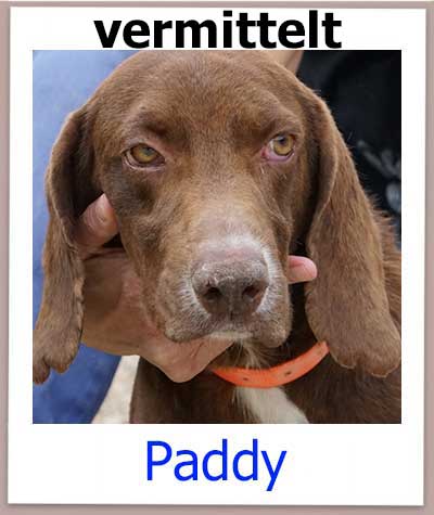Paddy Tierschutz Zypern Hund vermittelt