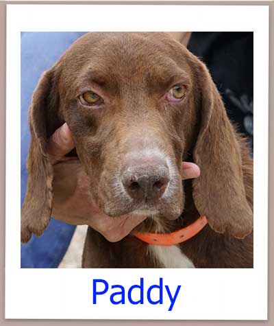 Paddy prof