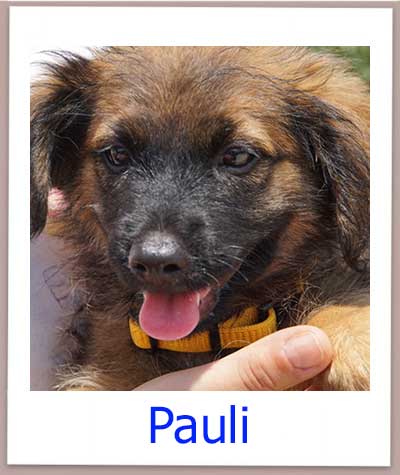 Welpe Pauli aus dem Tierheim auf Zypern sucht eine Familie.