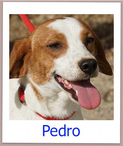 Pedro Tierschutz Zypern Hund prof 1