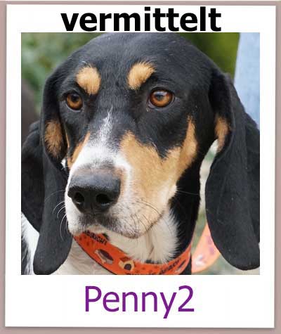 Penny2 Tierschutz Zypern Hund vermittelt