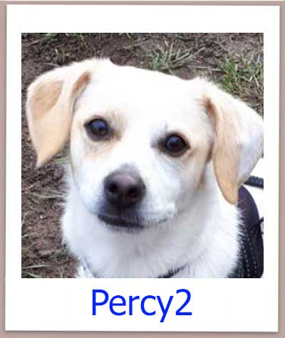 Percy2 Tierschutz Zypern Hund prof 1