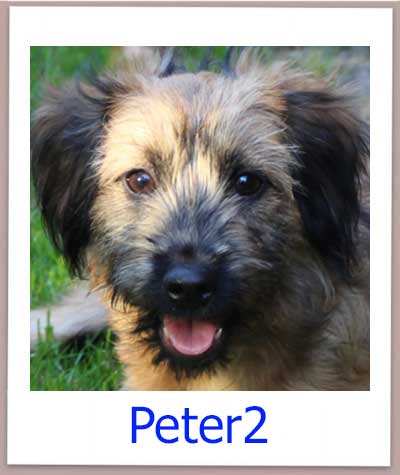 Welpe Peter2 aus dem griechischen Tierschutz sucht eine Familie.
