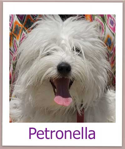 Petronella Tierschutz Zypern Hund prof
