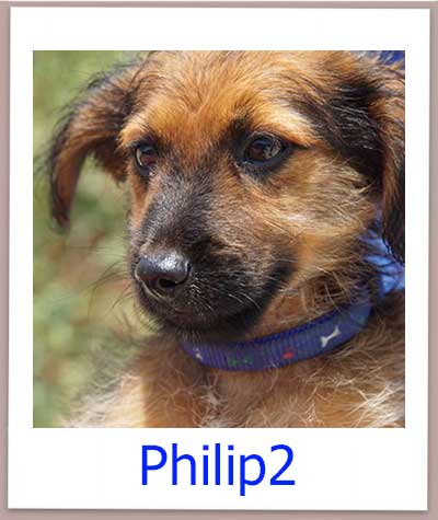 Welpe Philip2 aus dem zypriotischen Tierheim sucht seine Familie.