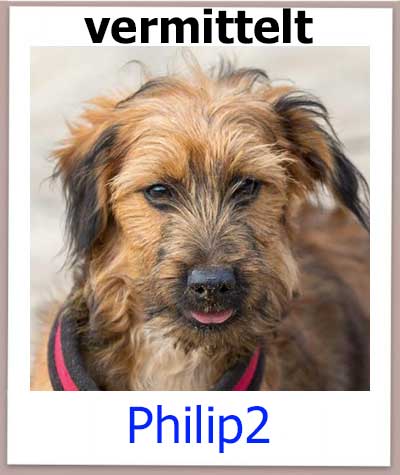 Philip2 Tierschutz Zypern Hund vermittelt 1