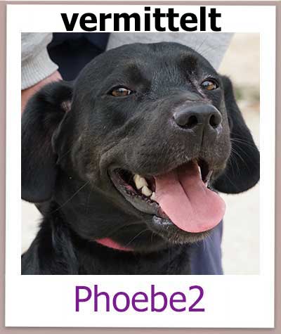 Die Labrador Mischlingshündin Phoebe aus dem Tierschutz aus Zypern sucht eine Zuhause.