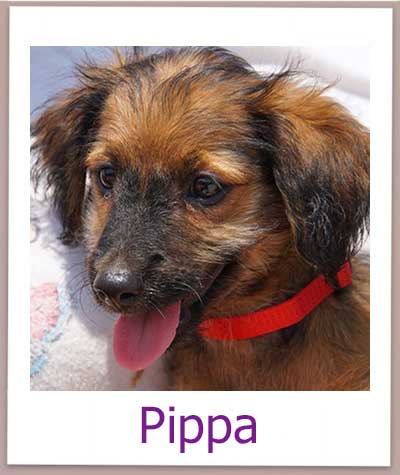 Pippa aus dem Tierheim sucht eine Familie.