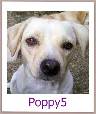 Poppy5 Tierschutz Zypern Hund prof 1