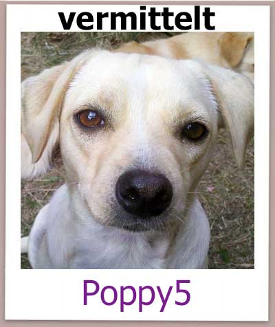 Kokoni Mix aus Zypern sucht eine neue Familie.