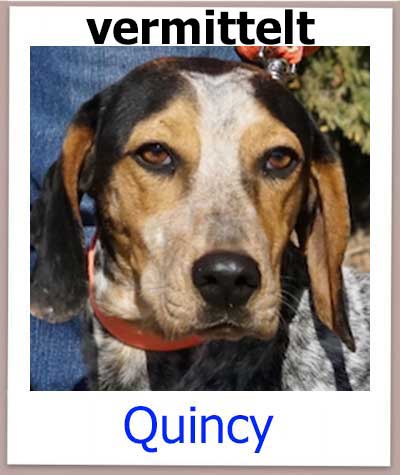 Der Jagdhund Mischling Quincy aus Zypern aus dem Tierheim sucht ein Zuhause.