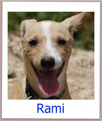 Rami Tierschutz Zypern Hund prof