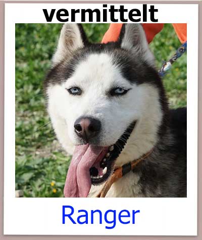 Siberian Husky Ranger im Tierheim auf Zypern aus dem Auslandstierschutz ist vermittelt.