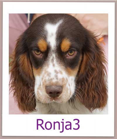 Springer Spaniel Welpe aus dem Tierschutz auf Zypern in einer deutschen Pflegestelle.