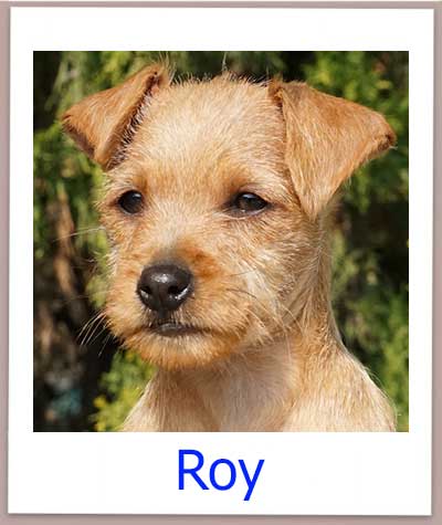 Vermittelter Terrier Welpe aus dem Auslandstierschutz.