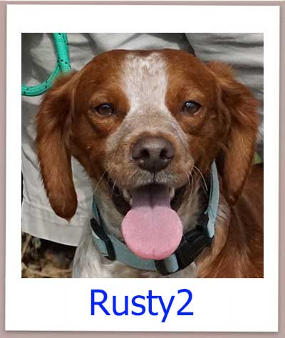Spaniel Mix Rüde sucht ein Zuhause.