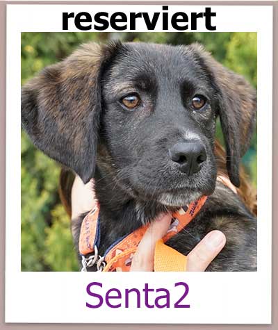 Senta2 kommt aus dem Tierheim auf Zypern.