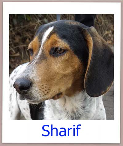 Sharif Tierschutz Zypern Hund prof 2