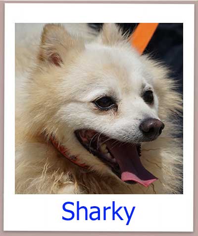 Sharky Tierschutz Zypern Hund prof