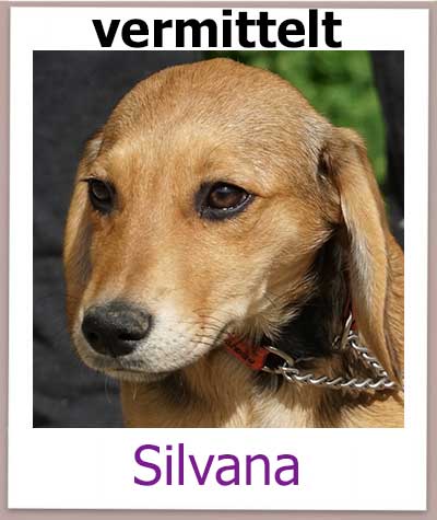 Silvana Tierschutz Zypern Hund vermittelt 1