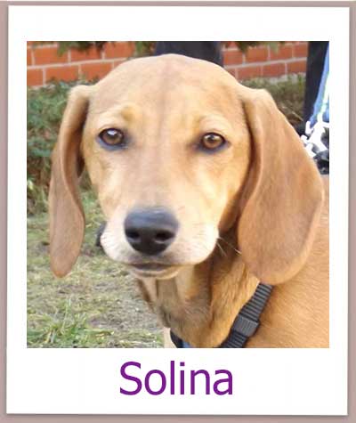 Solina Tierschutz Zypern Hund prof 2
