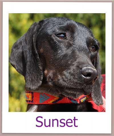 Sunset ist eine kleine Hündin aus dem Tierheim auf zypern.