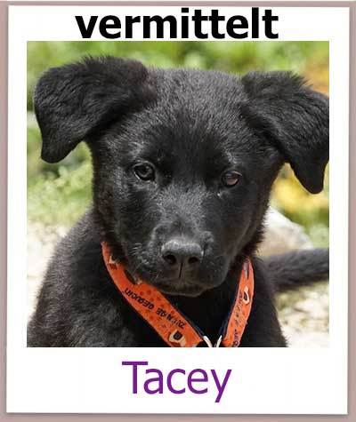 Labrador Mix Welpe auf Zypern sucht eine Familie.