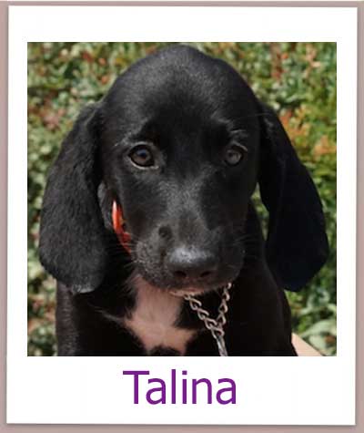 Talina Tierschutz Zypern Hund prof