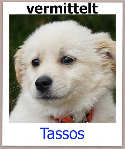 Tassos aus dem Tierheim auf Zypern hat seine Familie in Deutschland gefunden.
