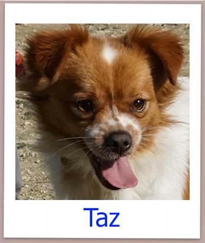 Taz kommt aus dem Tierschutz aus Griechenland.