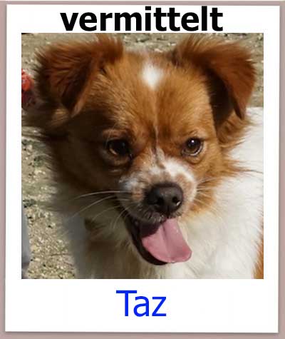 Das kleine Notfellchen aus dem Auslandstierschutz auf Zypern sucht ein Zuhause.