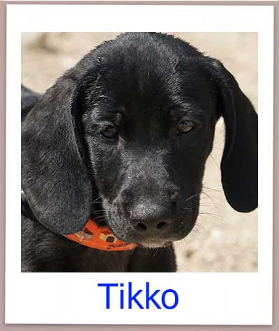 Tikko Tierschutz Zypern Hund prof