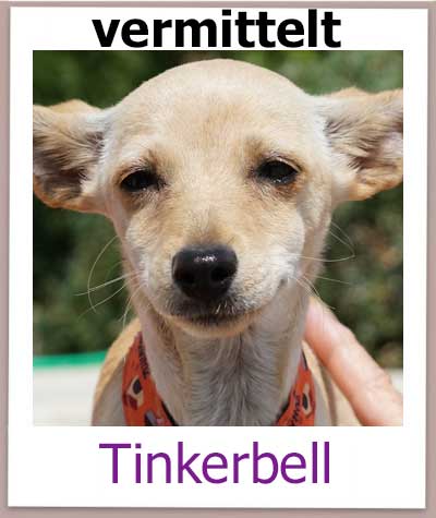 Welpe Tinkerbell kommt aus dem Tierschutz aus Zypern.