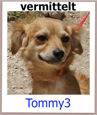 Tommy3 Tierschutz Zypern Hund vermittelt