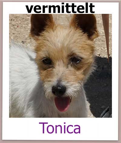 Jack Russel Mix Hündin wurde vom Veterinäramt aus schlechter Haltung gerettet.