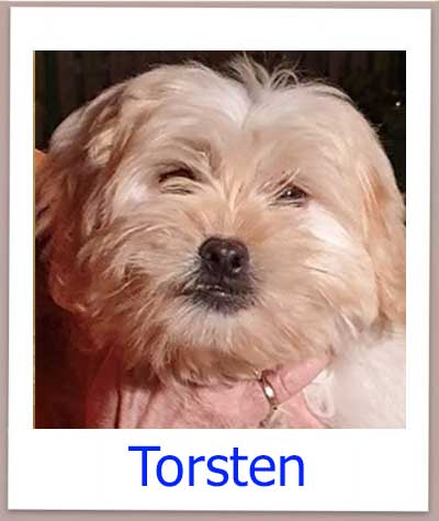 Torsten Tierschutz Zypern Hund prof 1