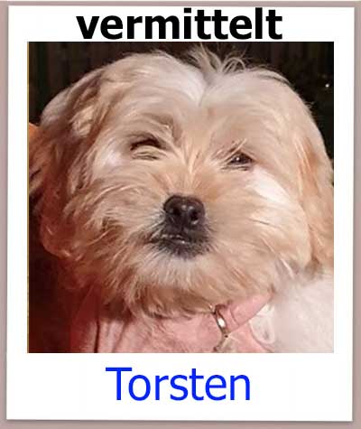 Torsten Tierschutz Zypern Hund vermittelt 1