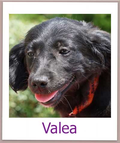 Valea Tierschutz Zypern Hund prof 1