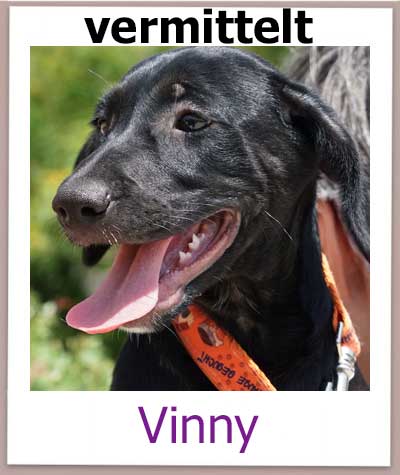 Vinny aus dem Tierschutz aus Zypern ist für ihre Familie reserviert.