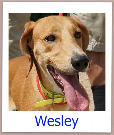 Wesley Tierschutz Zypern Hund prof