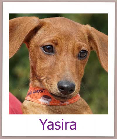 Yasira Tierschutz Zypern Hund prof