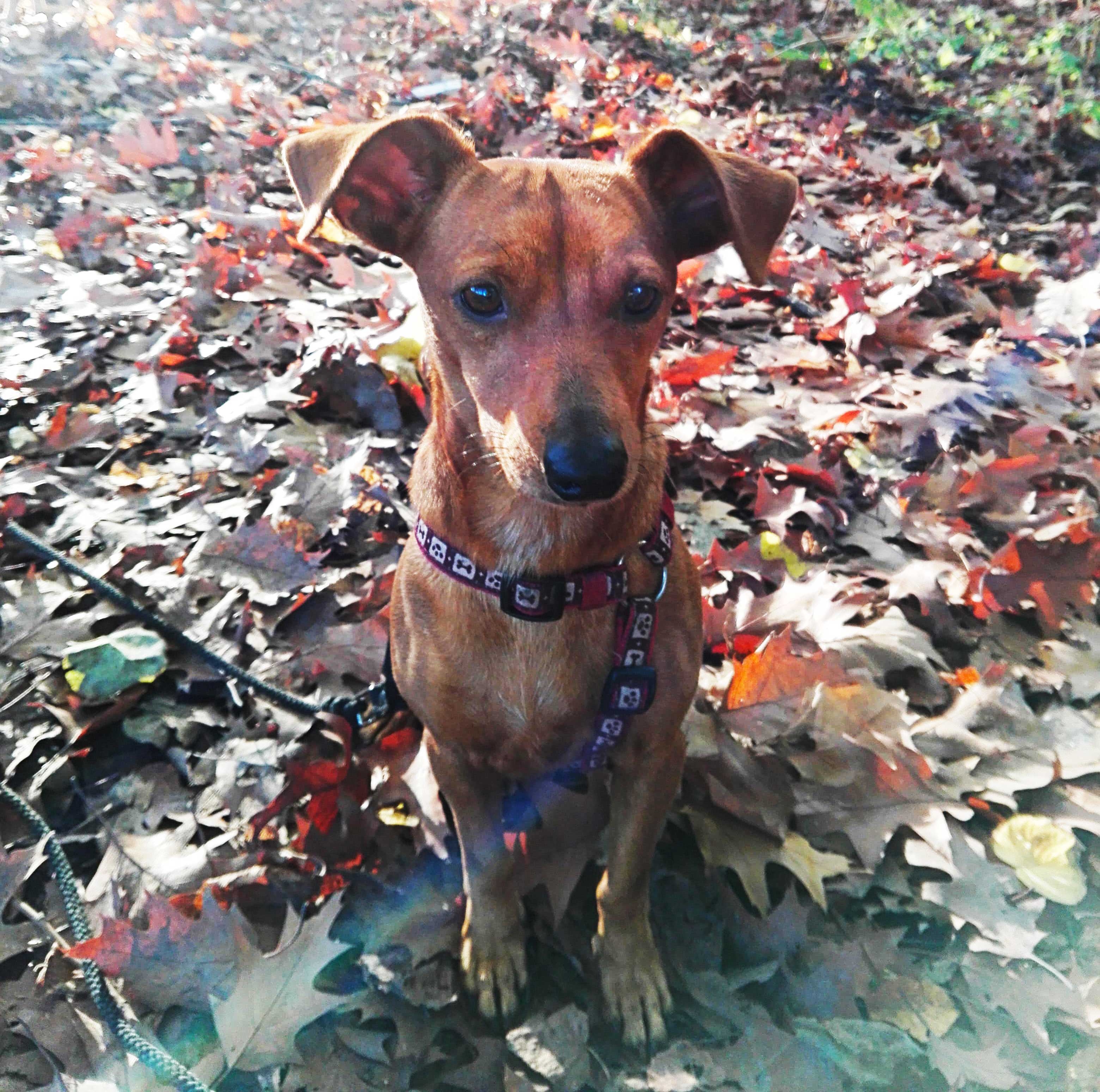 Pinscher aus dem Tierschutz auf Zypern sucht eine Familie.