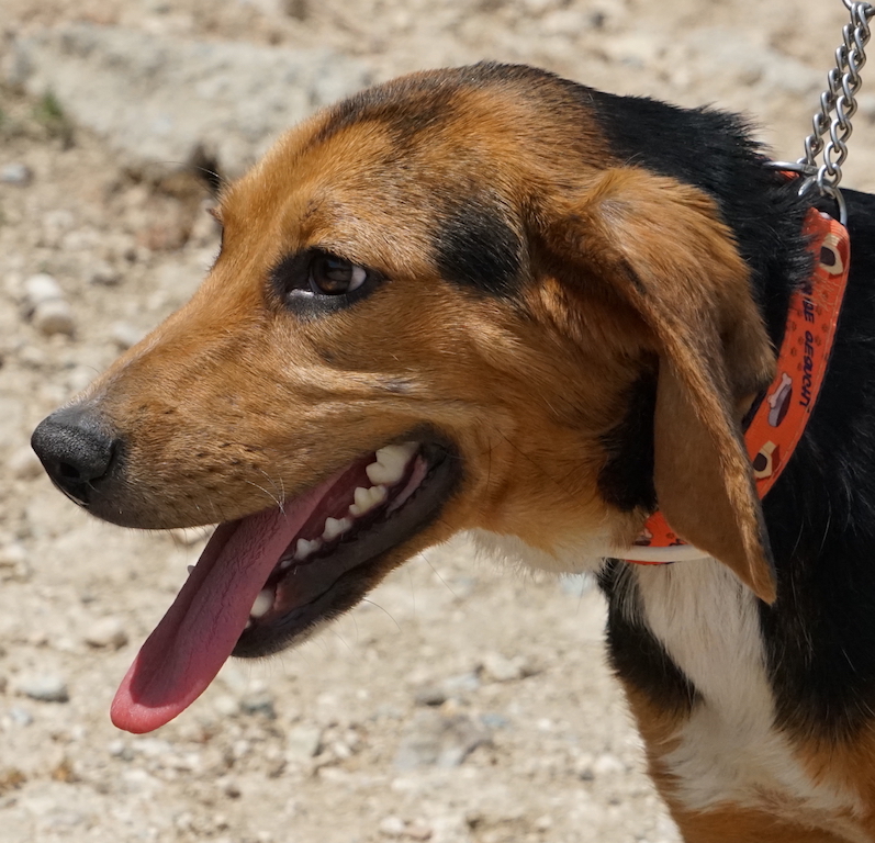 Wunderschöne Beagle-Mix-Hündin aus dem Tierschutz Zypern