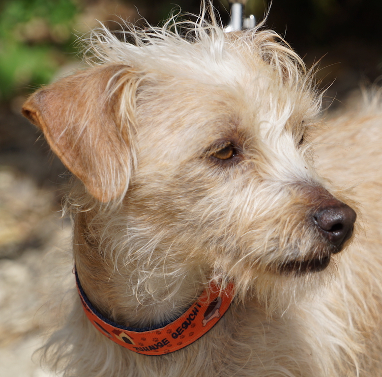 Alexa ist ein Terrier aus Zypern, die ihre Familie gefunden hat.