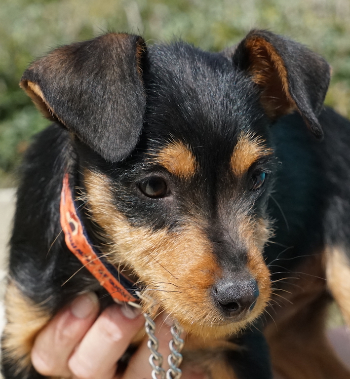 Welpe Allan aus Zypern aus dem Tierheim hat seine Familie gefunden.