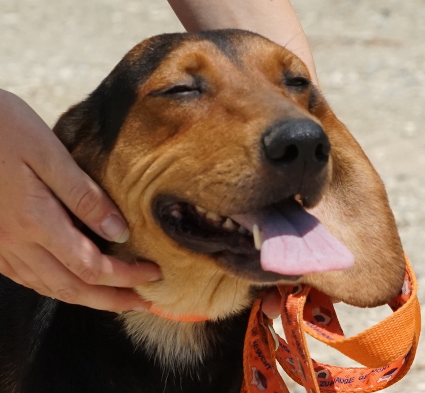 Jagdhund Notfellchen Zypern Tierheim 72