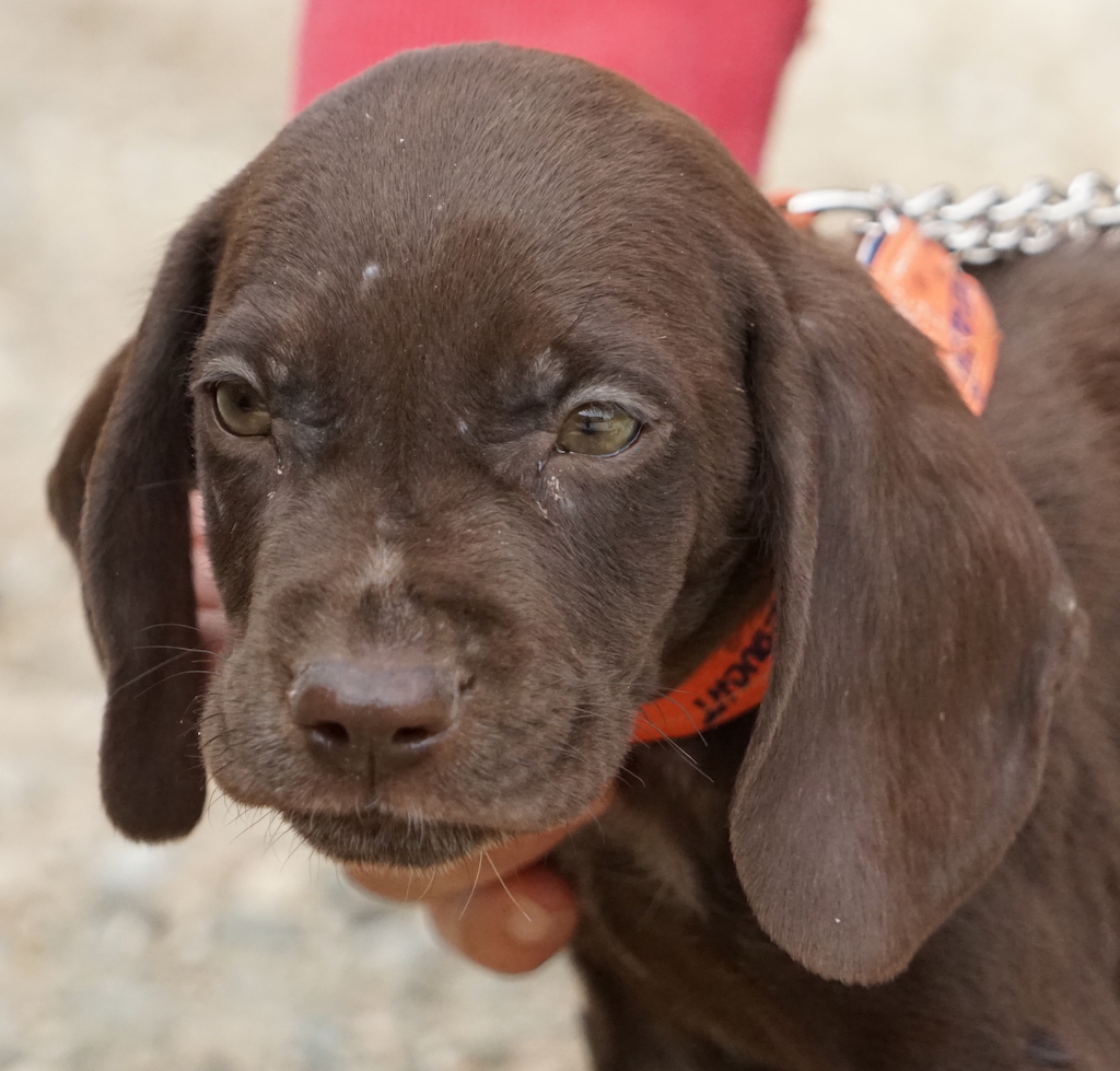Pointer Welpe Zypern Tierheim 16